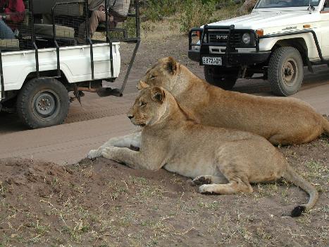 image of lions